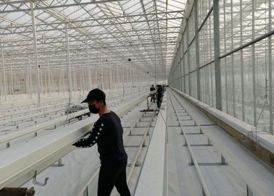 Daman Venlo Glass Greenhouse การปลูกมะเขือเทศแบบจุ่มร้อนจำนวนมาก