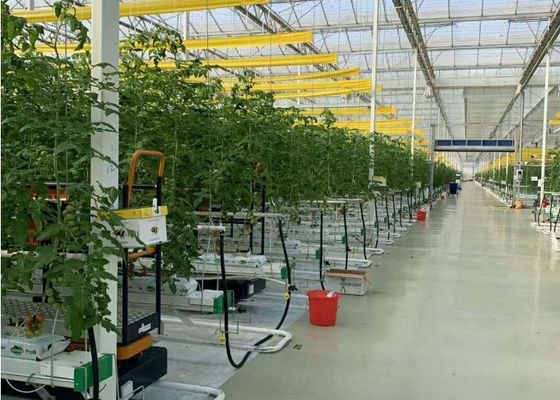Daman Venlo Glass Greenhouse การปลูกมะเขือเทศแบบจุ่มร้อนจำนวนมาก