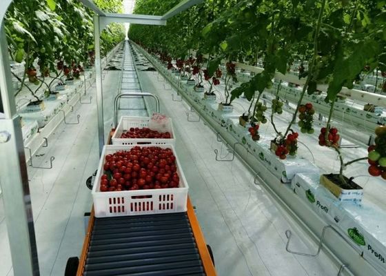 Daman Venlo Glass Greenhouse การปลูกมะเขือเทศแบบจุ่มร้อนจำนวนมาก