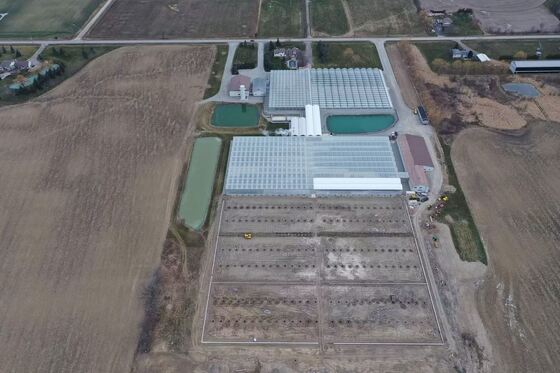 เรือนกระจกแก้วชมวิวเวินหลัว - เรือนกระจกปลูกผักขนาดใหญ่