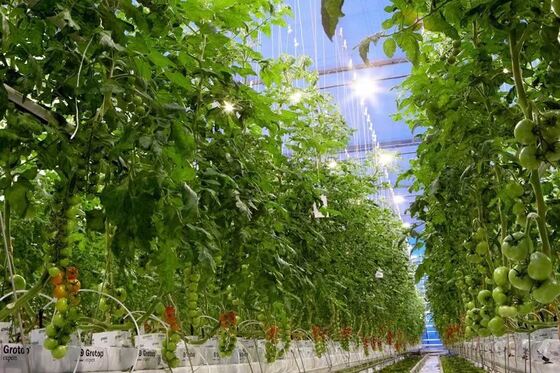 เรือนกระจกแก้วชมวิวเวินหลัว - เรือนกระจกปลูกผักขนาดใหญ่