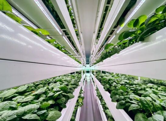 A continuous-span polyethylene film greenhouse used to increase vegetable yields and accelerate the maturation process of vegetables