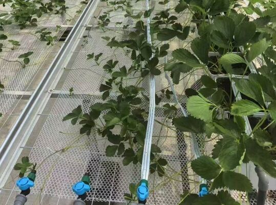 โรงเรือนกระจกปลูกผลไม้ โรงเรือนกระจกขนาดใหญ่ Woonloos